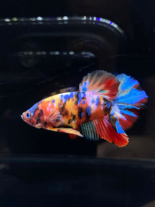 Male Halfmoon Plakat - Multicolor #2626 - Live Betta Fish