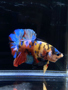 Male Halfmoon Plakat - Multicolor #2626 - Live Betta Fish