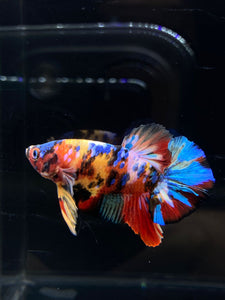 Male Halfmoon Plakat - Multicolor #2626 - Live Betta Fish