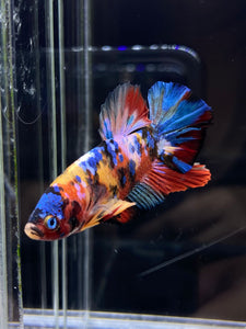 Male Halfmoon Plakat - Multicolor #2626 - Live Betta Fish