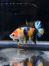 Load image into Gallery viewer, Male Crowntail Plakat - Galaxy #2630 - Live Betta Fish
