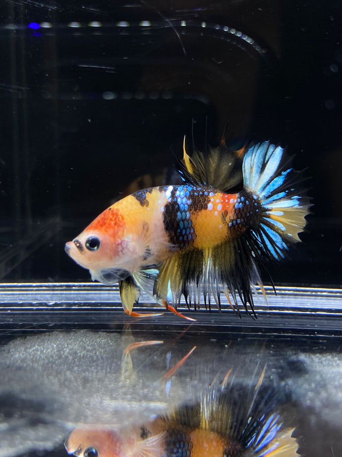 Male Crowntail Plakat - Galaxy #2630 - Live Betta Fish