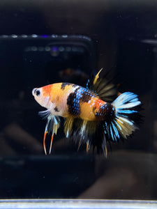 Male Crowntail Plakat - Galaxy #2630 - Live Betta Fish