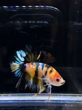 Load image into Gallery viewer, Male Crowntail Plakat - Galaxy #2630 - Live Betta Fish
