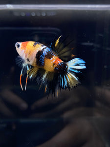 Male Crowntail Plakat - Galaxy #2630 - Live Betta Fish