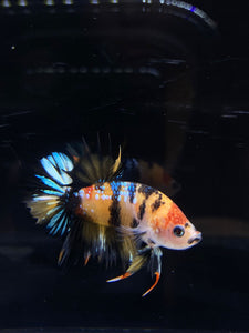 Male Crowntail Plakat - Galaxy #2630 - Live Betta Fish