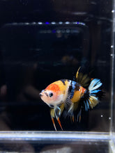 Load image into Gallery viewer, Male Crowntail Plakat - Galaxy #2630 - Live Betta Fish
