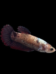 GIANT Female Halfmoon Plakat - Galaxy #264 Live Betta Fish