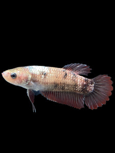 GIANT Female Halfmoon Plakat - Galaxy #264 Live Betta Fish