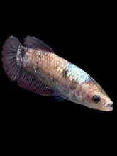 Load image into Gallery viewer, GIANT Female Halfmoon Plakat - Galaxy #264 Live Betta Fish
