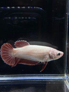 GIANT Female Halfmoon Plakat - Red Dragon #2652 Live Betta Fish