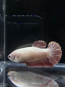 GIANT Female Halfmoon Plakat - Red Dragon #2652 Live Betta Fish