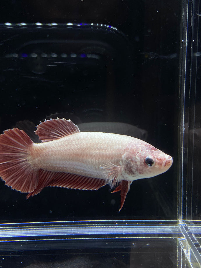 GIANT Female Halfmoon Plakat - Red Dragon #2652 Live Betta Fish