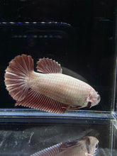 Load image into Gallery viewer, GIANT Female Halfmoon Plakat - Red Dragon #2652 Live Betta Fish
