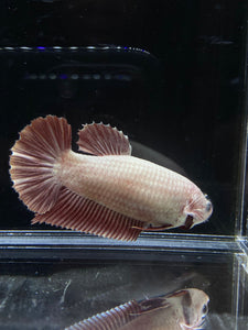 GIANT Female Halfmoon Plakat - Red Dragon #2652 Live Betta Fish