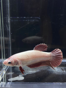 GIANT Female Halfmoon Plakat - Red Dragon #2652 Live Betta Fish