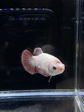 Load image into Gallery viewer, GIANT Female Halfmoon Plakat - Red Dragon #2652 Live Betta Fish
