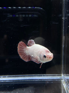 GIANT Female Halfmoon Plakat - Red Dragon #2652 Live Betta Fish