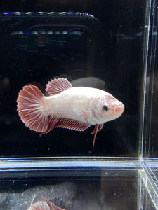 GIANT Female Halfmoon Plakat - Red Dragon #2652 Live Betta Fish