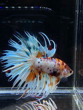 Load image into Gallery viewer, Male Crowntail - Candy #2654 - Live Betta Fish
