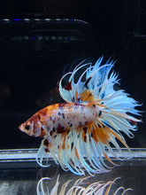 Load image into Gallery viewer, Male Crowntail - Candy #2654 - Live Betta Fish
