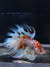 Load image into Gallery viewer, Male Crowntail - Candy #2654 - Live Betta Fish
