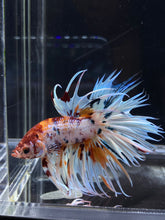 Load image into Gallery viewer, Male Crowntail - Candy #2654 - Live Betta Fish
