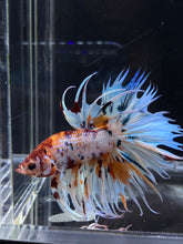 Load image into Gallery viewer, Male Crowntail - Candy #2654 - Live Betta Fish
