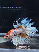 Load image into Gallery viewer, Male Crowntail - Candy #2654 - Live Betta Fish
