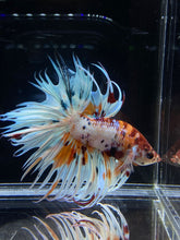 Load image into Gallery viewer, Male Crowntail - Candy #2654 - Live Betta Fish
