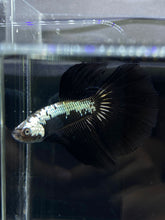 Load image into Gallery viewer, Male Halfmoon - Black Samurai #2655 - Live Betta Fish
