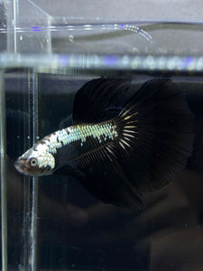 Male Halfmoon - Black Samurai #2655 - Live Betta Fish