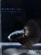 Load image into Gallery viewer, Male Halfmoon - Black Samurai #2655 - Live Betta Fish
