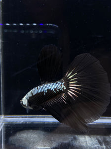 Male Halfmoon - Black Samurai #2655 - Live Betta Fish