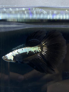 Male Halfmoon - Black Samurai #2655 - Live Betta Fish