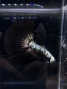 Male Halfmoon - Black Samurai #2655 - Live Betta Fish