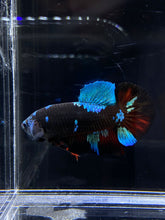 Load image into Gallery viewer, Male Halfmoon Plakat - Blue Avatar #2656 - Live Betta Fish
