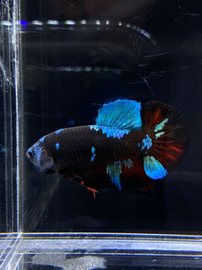 Male Halfmoon Plakat - Blue Avatar #2656 - Live Betta Fish