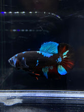 Load image into Gallery viewer, Male Halfmoon Plakat - Blue Avatar #2656 - Live Betta Fish
