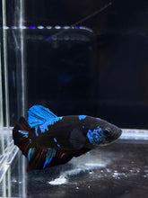 Load image into Gallery viewer, Male Halfmoon Plakat - Blue Avatar #2656 - Live Betta Fish
