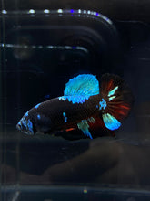 Load image into Gallery viewer, Male Halfmoon Plakat - Blue Avatar #2656 - Live Betta Fish
