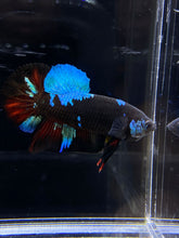 Load image into Gallery viewer, Male Halfmoon Plakat - Blue Avatar #2656 - Live Betta Fish
