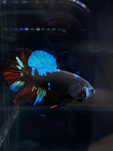 Load image into Gallery viewer, Male Halfmoon Plakat - Blue Avatar #2656 - Live Betta Fish
