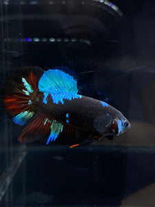 Male Halfmoon Plakat - Blue Avatar #2656 - Live Betta Fish