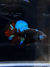 Load image into Gallery viewer, Male Halfmoon Plakat - Blue Avatar #2656 - Live Betta Fish
