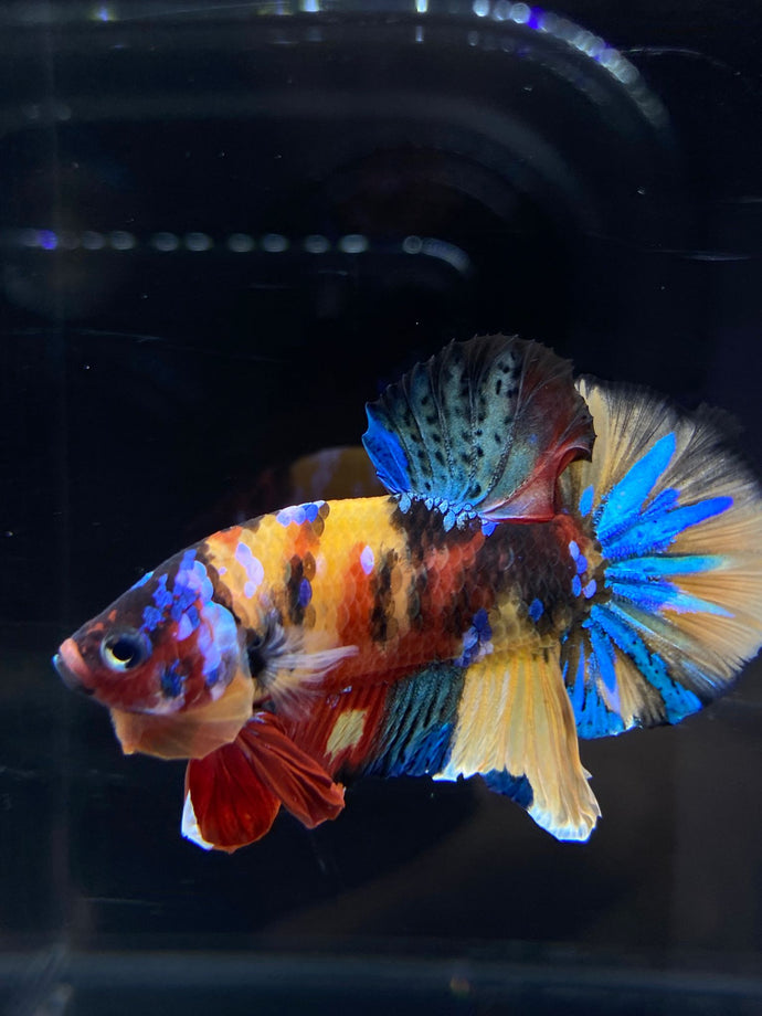 Male Halfmoon Plakat - Multicolor #2657 - Live Betta Fish