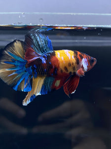 Male Halfmoon Plakat - Multicolor #2657 - Live Betta Fish