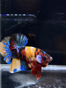 Male Halfmoon Plakat - Multicolor #2657 - Live Betta Fish