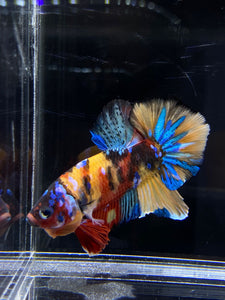 Male Halfmoon Plakat - Multicolor #2657 - Live Betta Fish