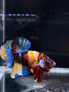 Male Halfmoon Plakat - Multicolor #2657 - Live Betta Fish